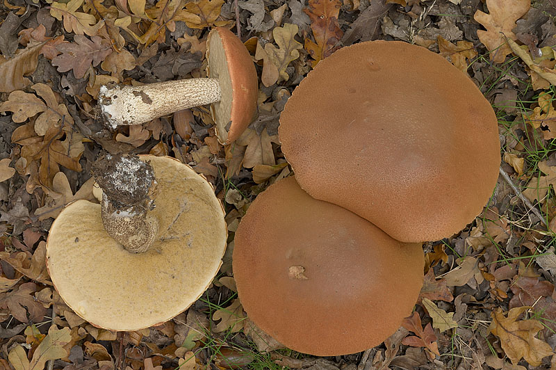 Leccinum versipelle